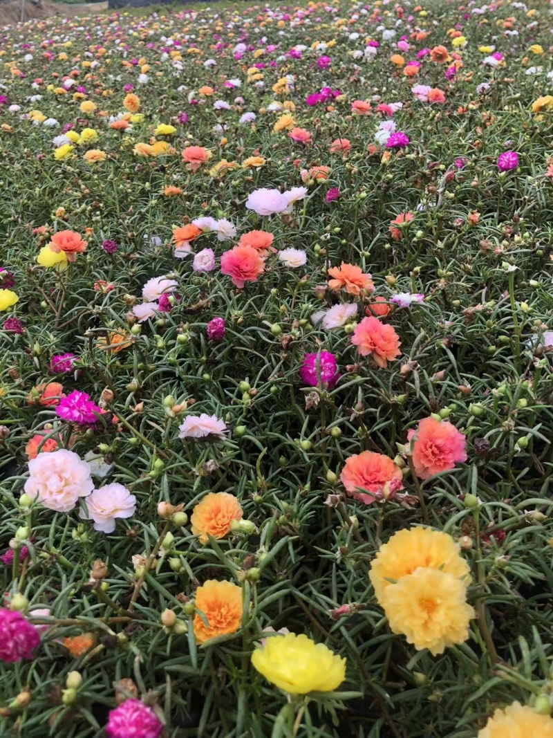 太阳花