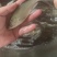 白鲢鱼苗