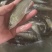 白鲢鱼苗