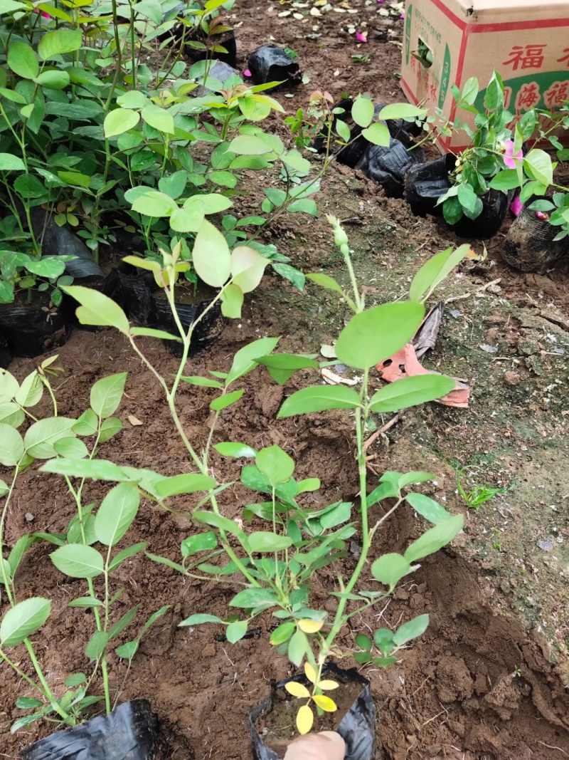 丰花月季，基地直销，常年销售各种绿化苗木。