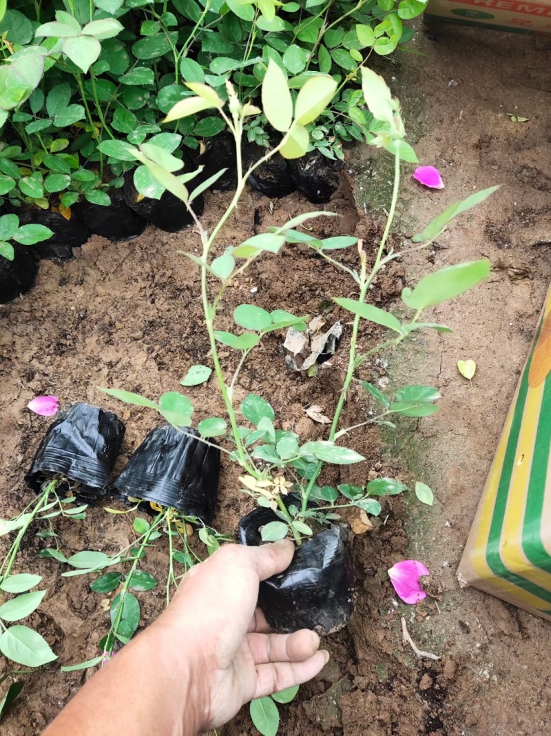 丰花月季，基地直销，常年销售各种绿化苗木。