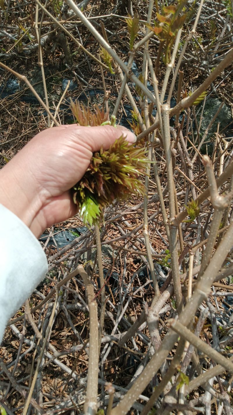 永顺苺茶