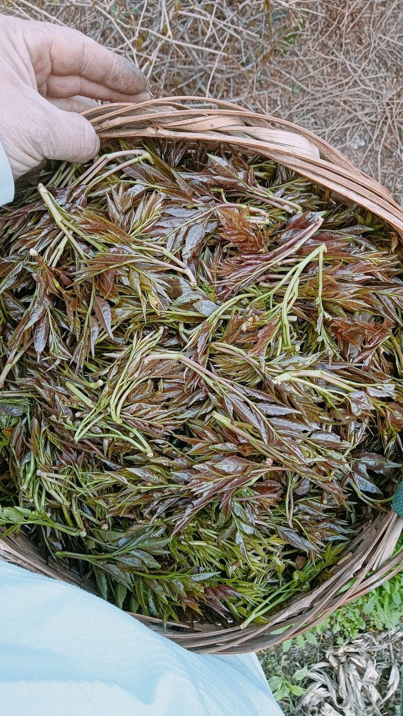 永顺苺茶