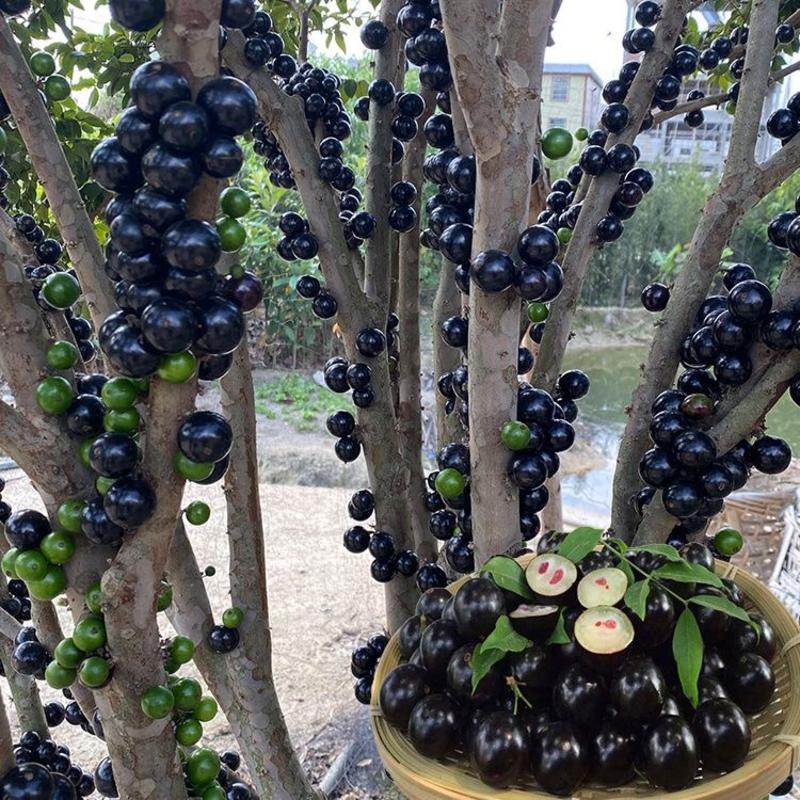 精品嘉宝果沙巴树葡萄大量供应中保质保量可对接商超社区团购