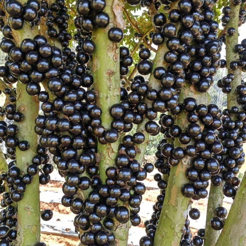 精品嘉宝果沙巴树葡萄大量供应中保质保量可对接商超社区团购