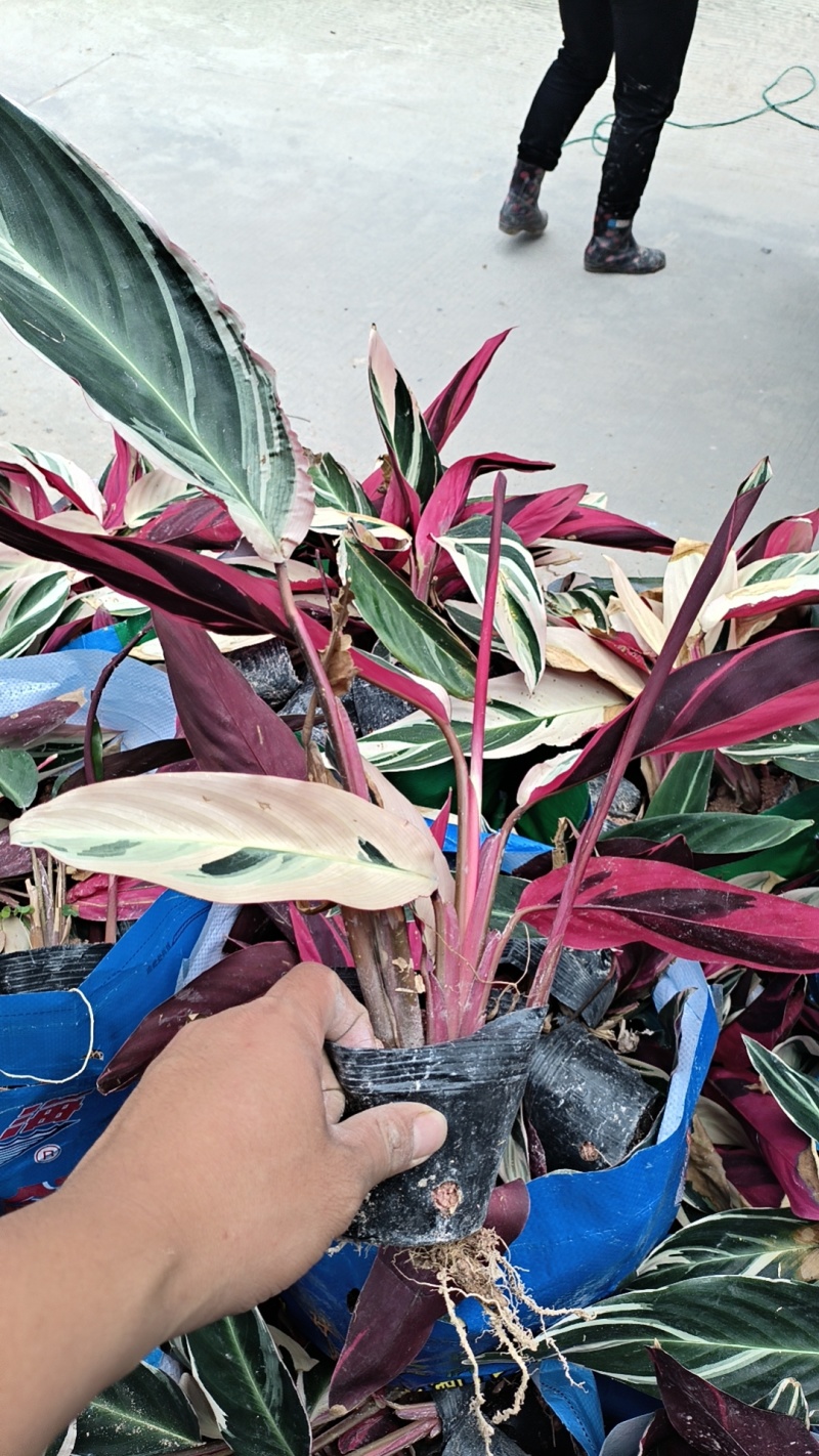 七彩竹芋