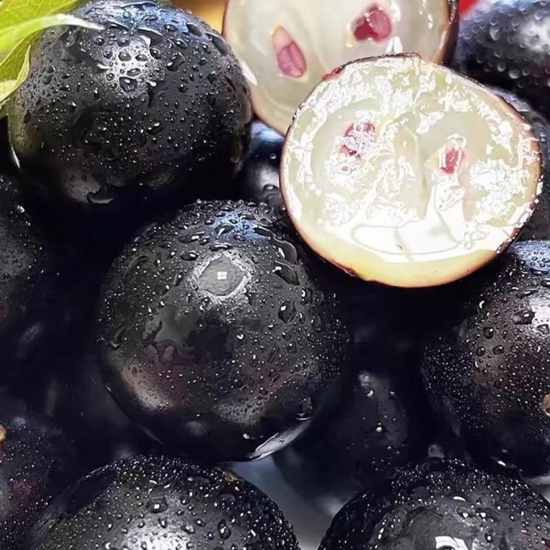 嘉宝果沙巴树葡萄当季热卖现摘先发可视频看货欢迎电联