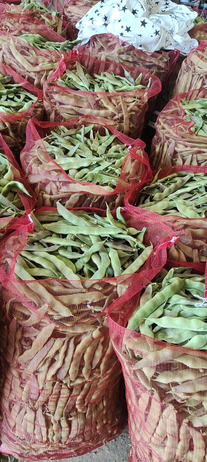 精品紫花油豆大量上市中，