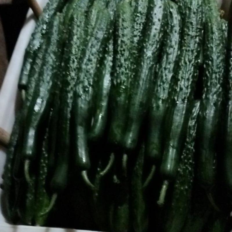 黄瓜