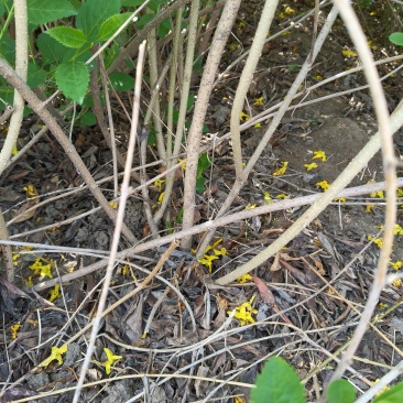 连翘，花期长，耐寒耐旱，多年生，伟荣花卉