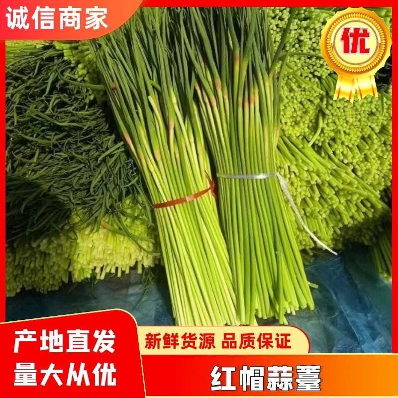 山东红帽蒜苔，产地直发，一手货源，代发全国。