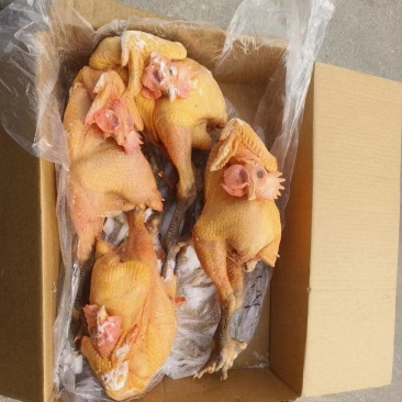 大公鸡青脚麻鸡，全净膛半净膛都有，规格齐全