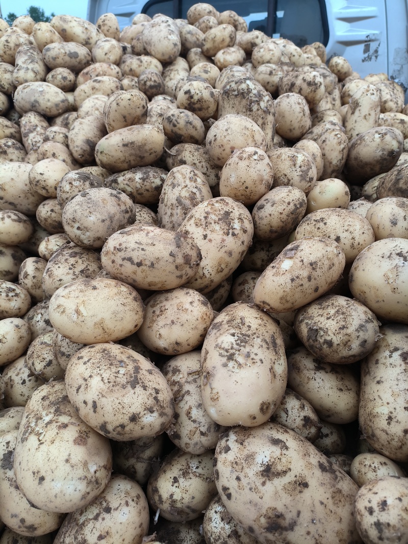 土豆陕西沃土5号土豆黄皮黄心基地直发品质保证