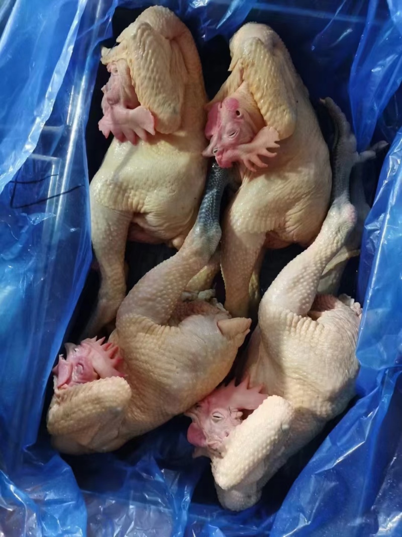 大公鸡青脚麻鸡，全净膛半净膛都有，规格齐全