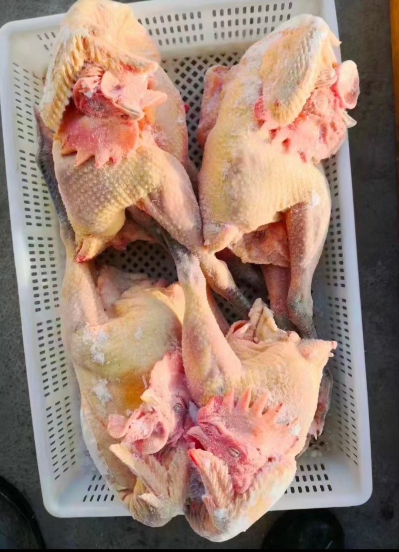 大公鸡青脚麻鸡，全净膛半净膛都有，规格齐全