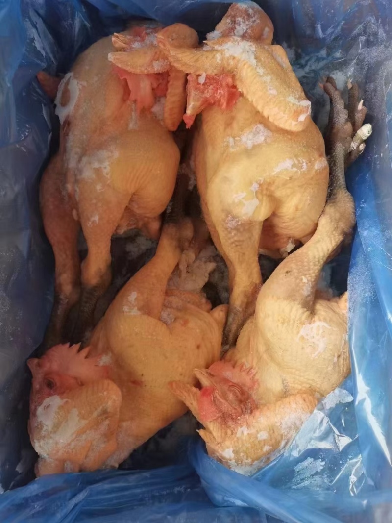 大公鸡青脚麻鸡，全净膛半净膛都有，规格齐全