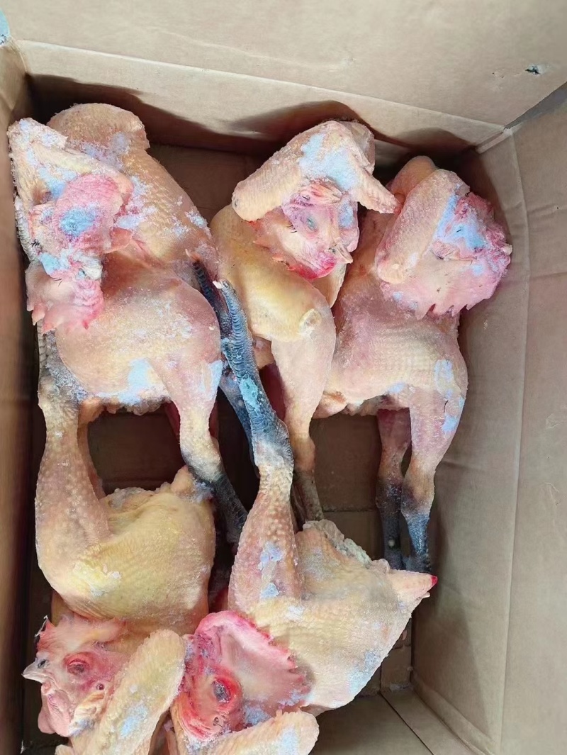 大公鸡青脚麻鸡，全净膛半净膛都有，规格齐全