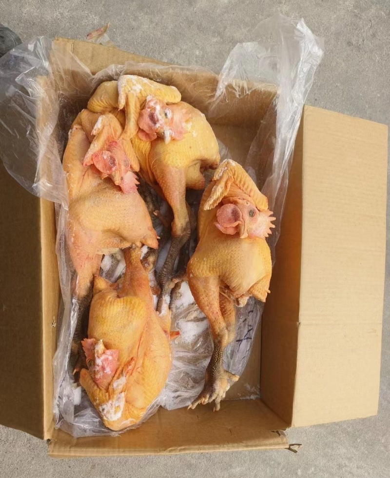 大公鸡青脚麻鸡，全净膛半净膛都有，规格齐全