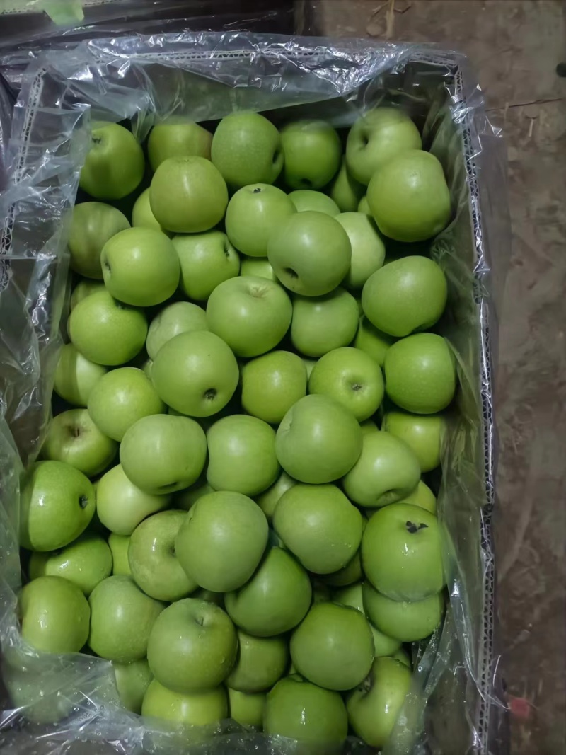 【青苹果】山西青皮秦冠果电商果工厂果加工果全国供货