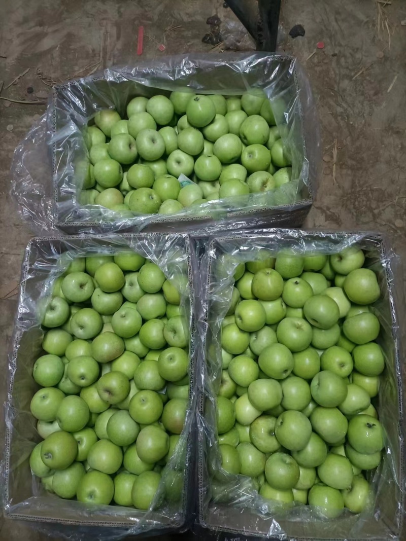 【青苹果】山西青皮秦冠果电商果工厂果加工果全国供货