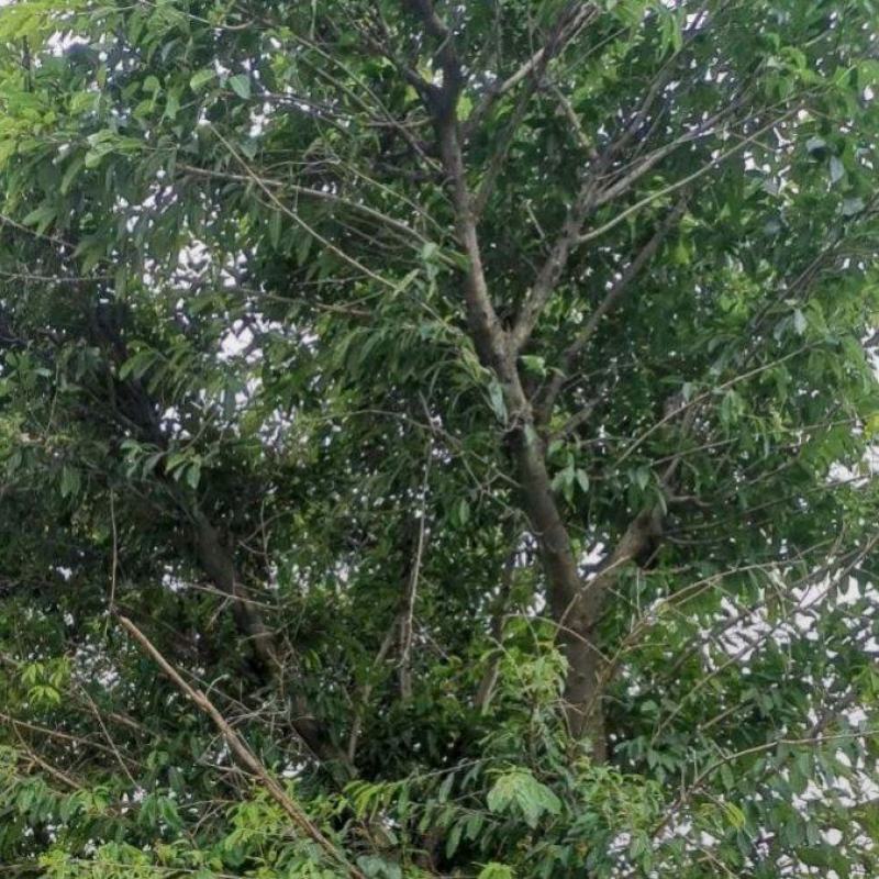 黄葛树（大叶榕）基地直供市政行道绿化冠幅优美易存活