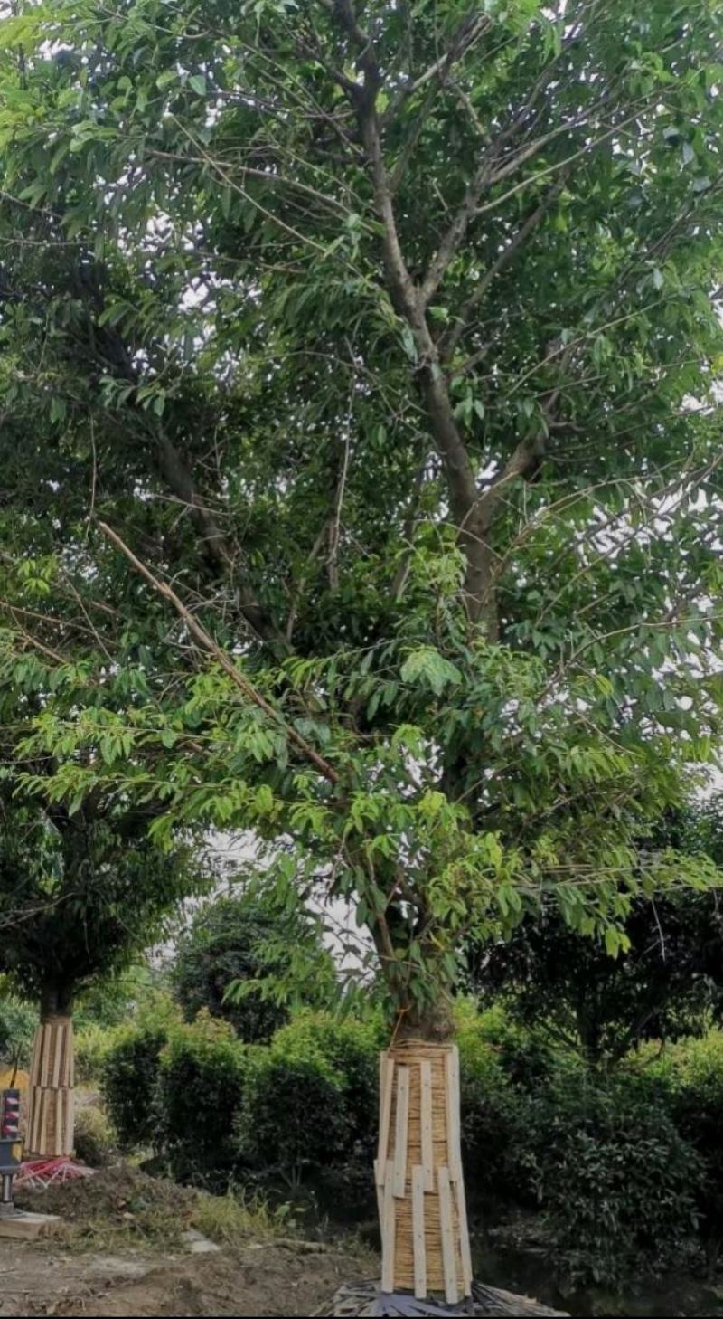 黄葛树（大叶榕）基地直供市政行道绿化冠幅优美易存活