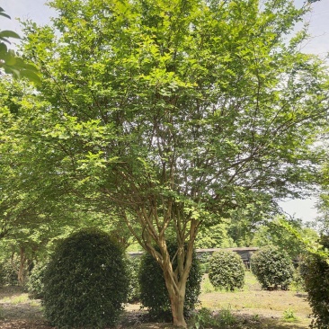 异形紫薇造型点景基地直发景区观赏绿化风景树形态优美