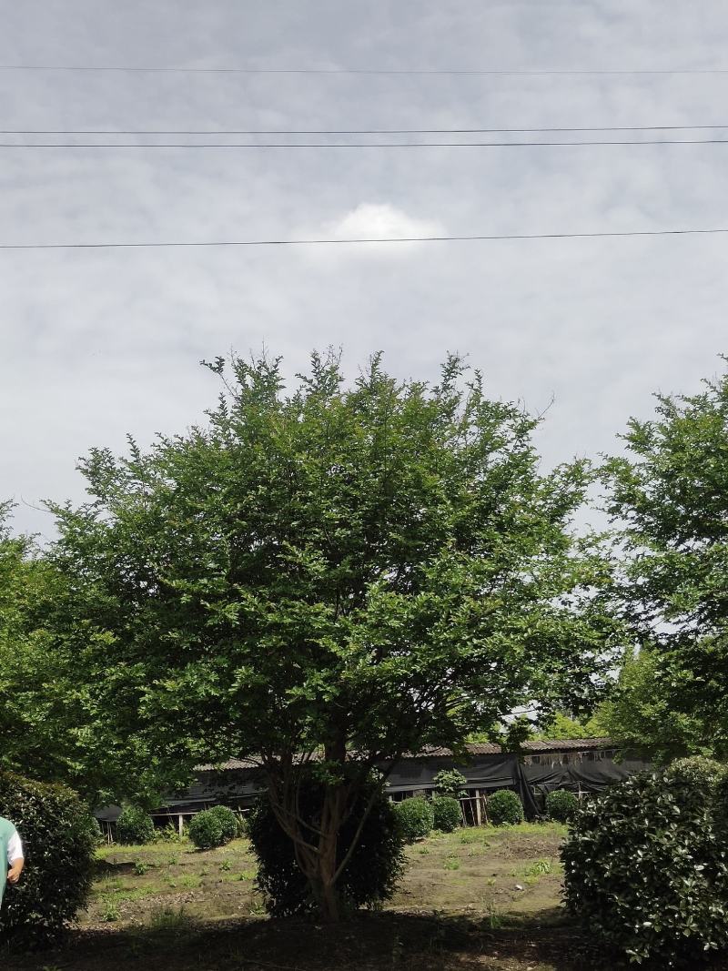 异形紫薇造型点景基地直发景区观赏绿化风景树形态优美