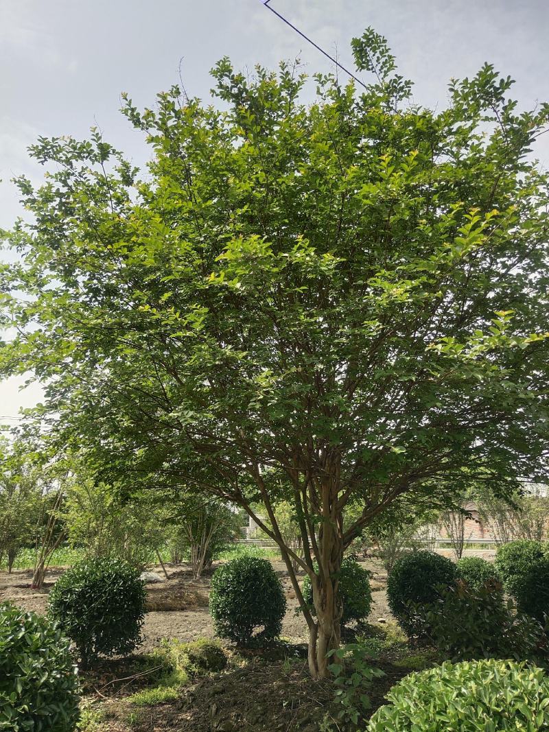 异形紫薇造型点景基地直发景区观赏绿化风景树形态优美