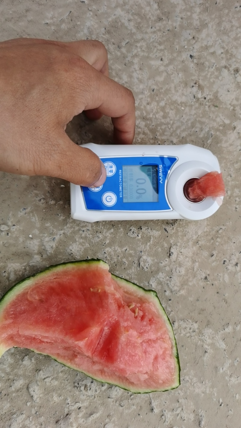 吊瓜河南周口小吊瓜西瓜大量上市中品质保障视频看货