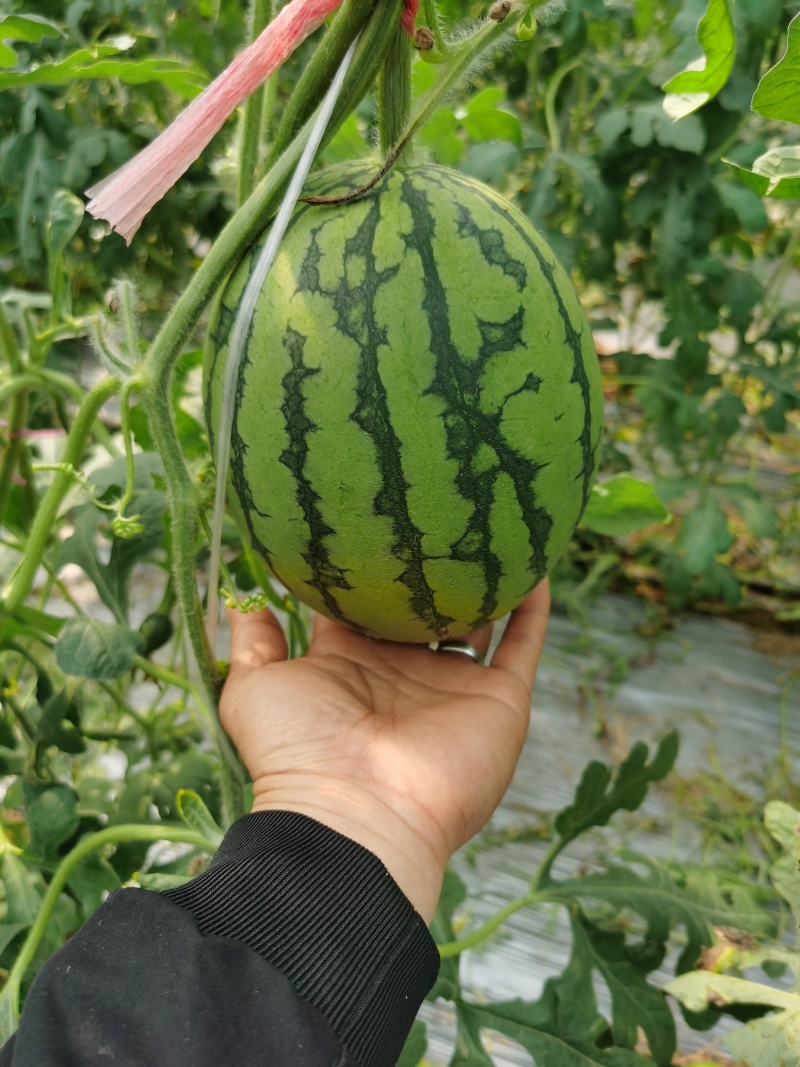吊瓜河南周口小吊瓜西瓜大量上市中品质保障视频看货
