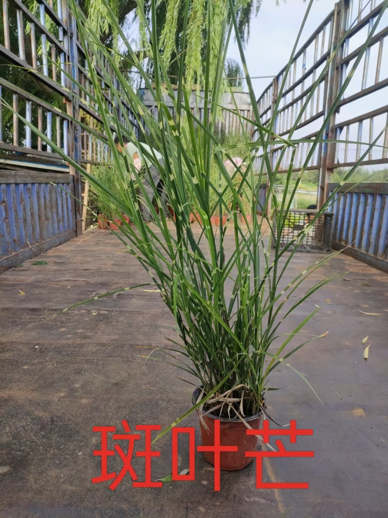 斑叶芒，花叶芒，晨光芒。草生植物齐全，常年销售各种绿化苗