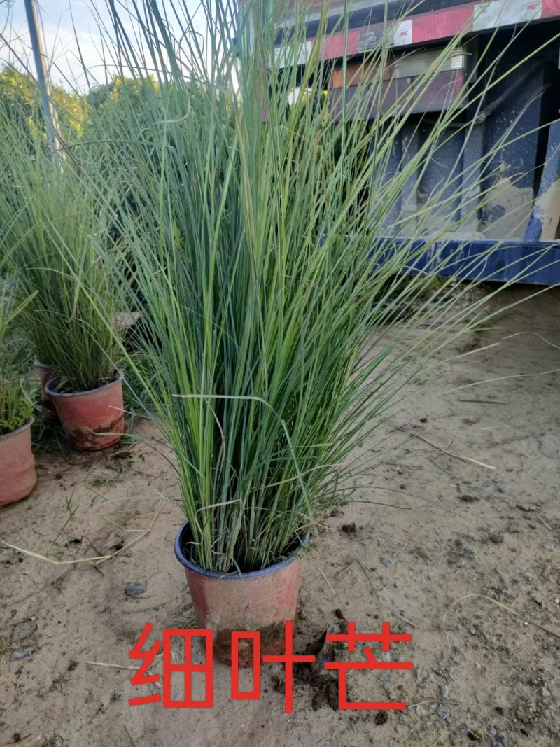 细叶芒，基地直销，常年供应各种绿化苗木。