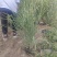 斑叶芒,花叶芒,晨光芒。草生植物齐全,常年销售各种绿化苗