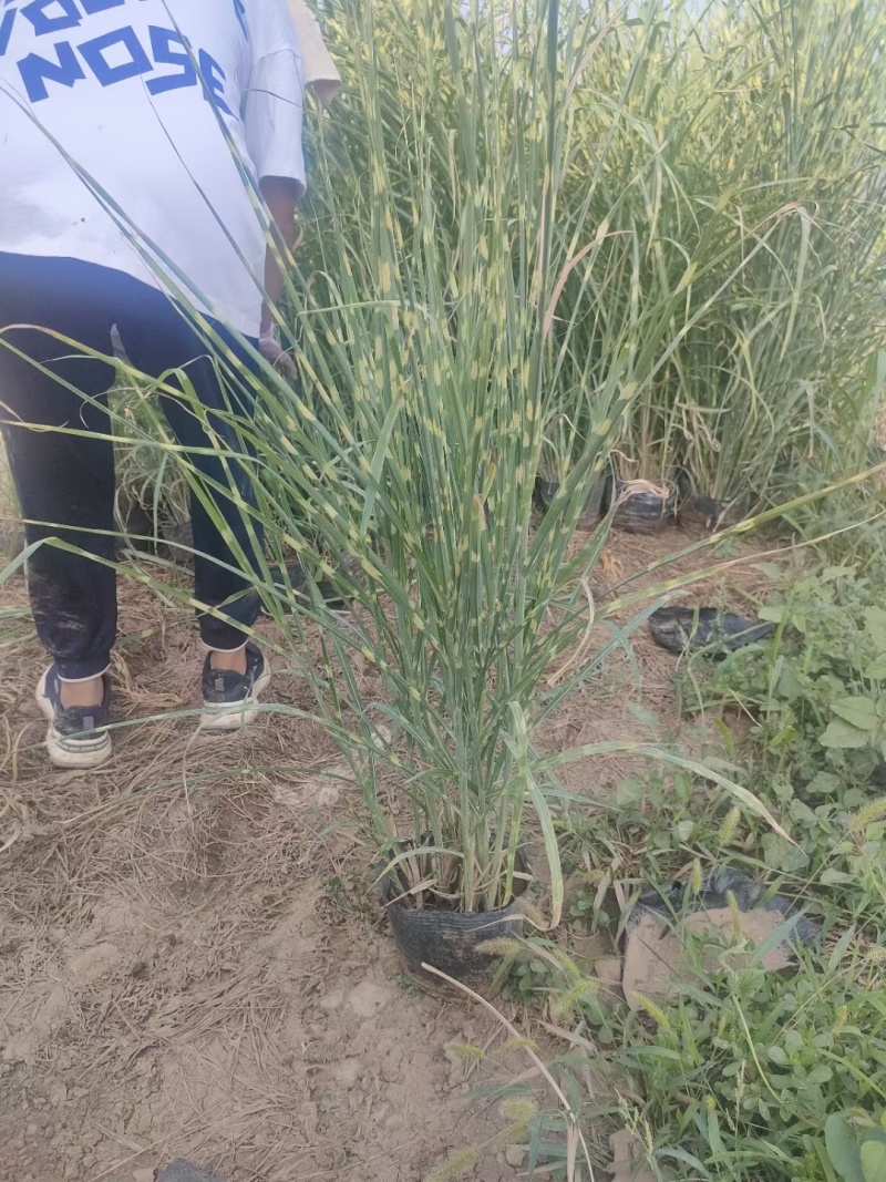 斑叶芒，花叶芒，晨光芒。草生植物齐全，常年销售各种绿化苗
