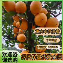 重庆奉节脐橙产地直发量大价优支持视频