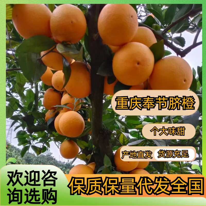 重庆奉节脐橙产地直发量大价优支持视频看货