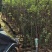 桃花树基地直销规格齐全欢迎老板来电咨询合作