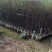 桃花树基地直销规格齐全欢迎老板来电咨询合作