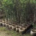 桃花树基地直销规格齐全欢迎老板来电咨询合作
