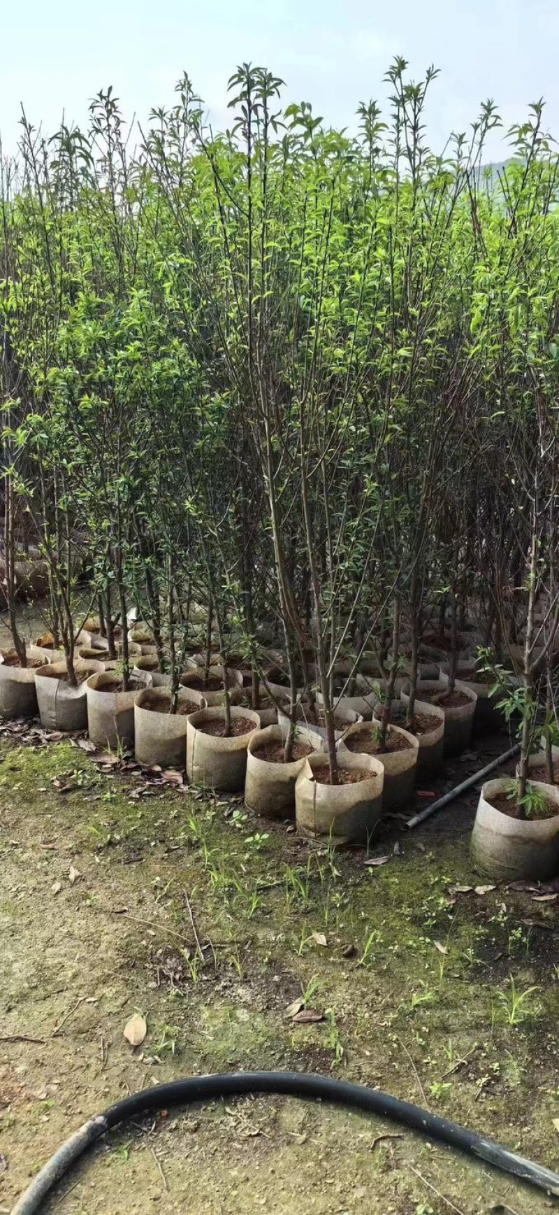 桃花树基地直销规格齐全欢迎老板来电咨询合作