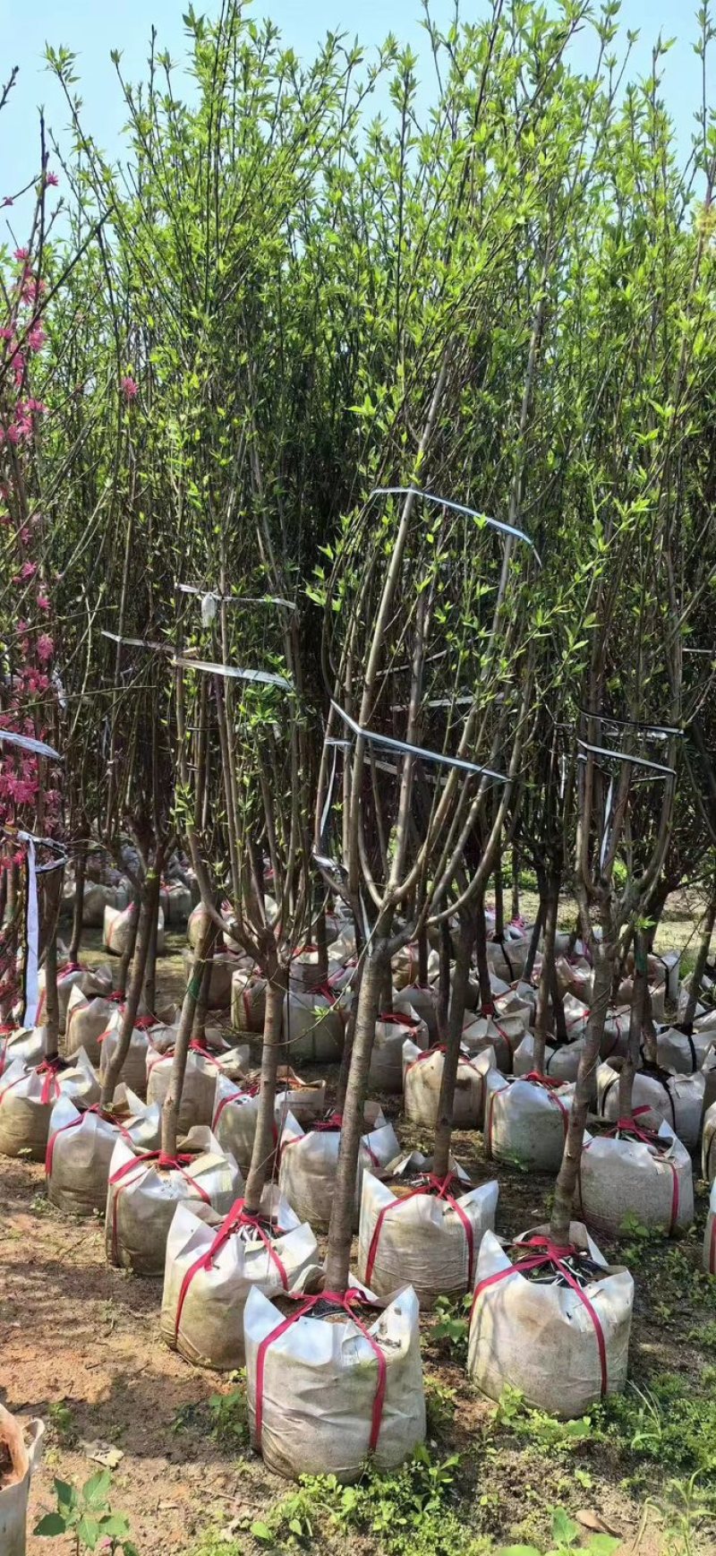 桃花树基地直销规格齐全欢迎老板来电咨询合作