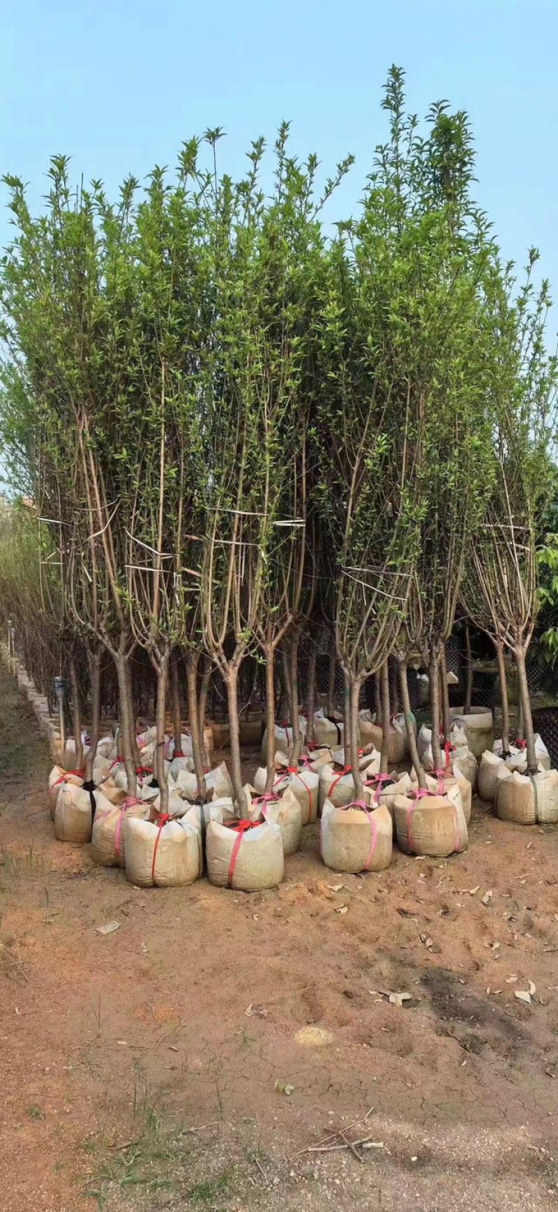 桃花树基地直销规格齐全欢迎老板来电咨询合作