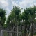 宫粉紫荆基地直销规格齐全欢迎老板来电咨询合作