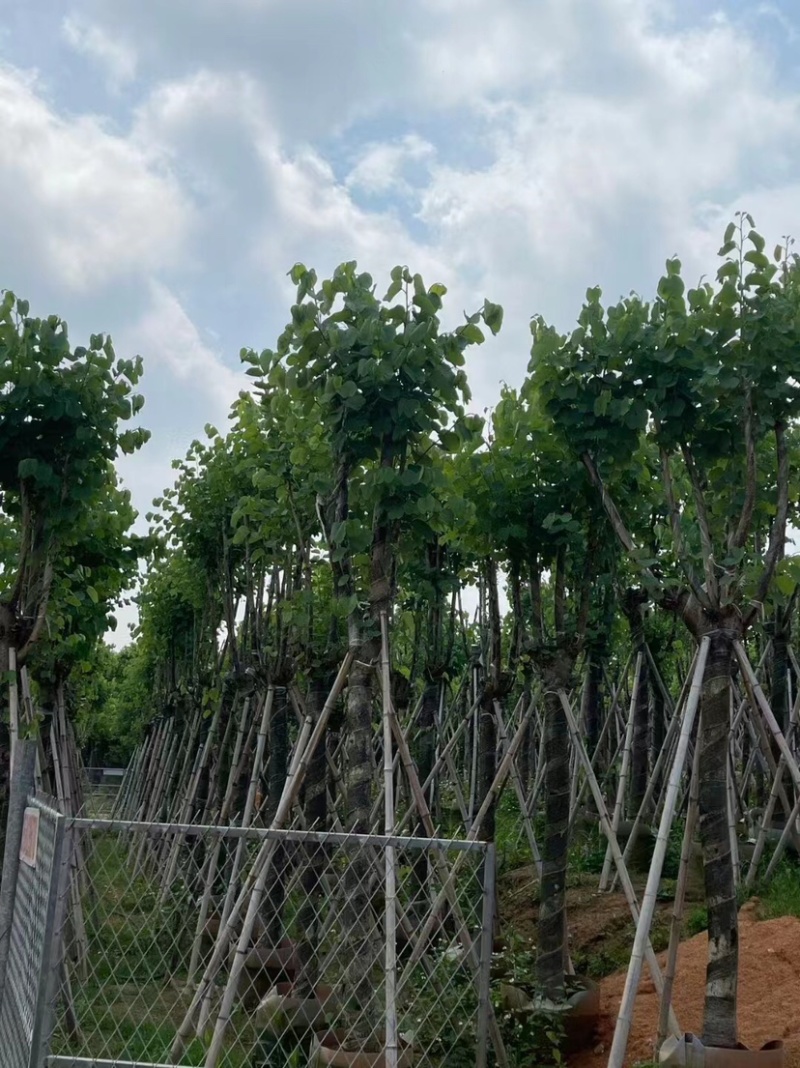 宫粉紫荆基地直销规格齐全欢迎老板来电咨询合作