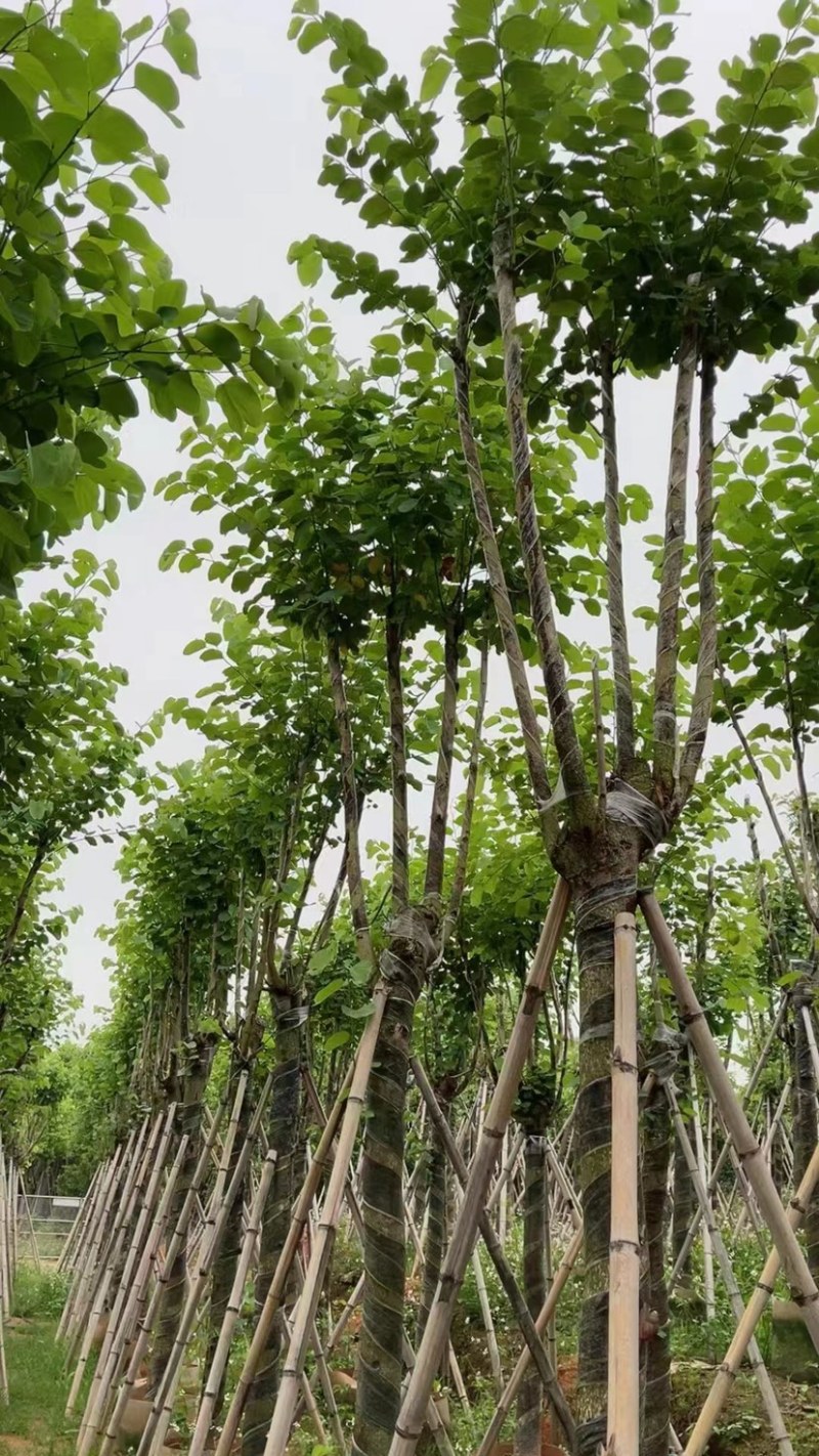 宫粉紫荆基地直销规格齐全欢迎老板来电咨询合作