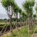 宫粉紫荆基地直销规格齐全欢迎老板来电咨询合作