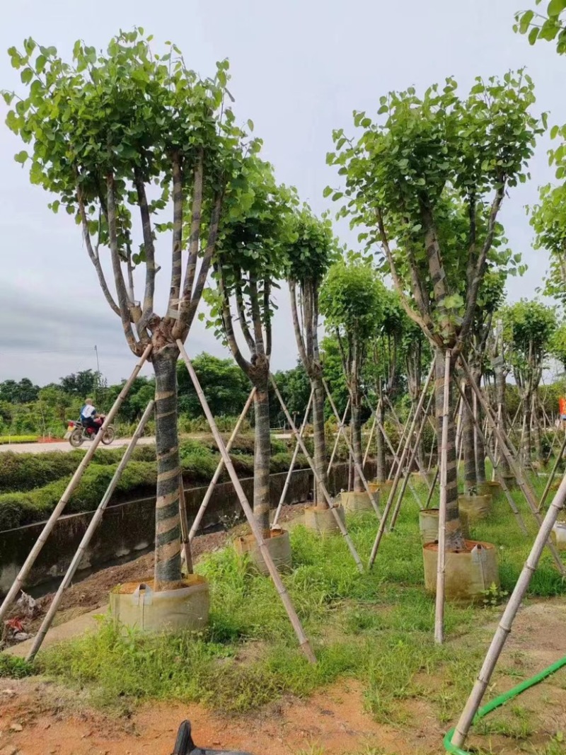 宫粉紫荆基地直销规格齐全欢迎老板来电咨询合作