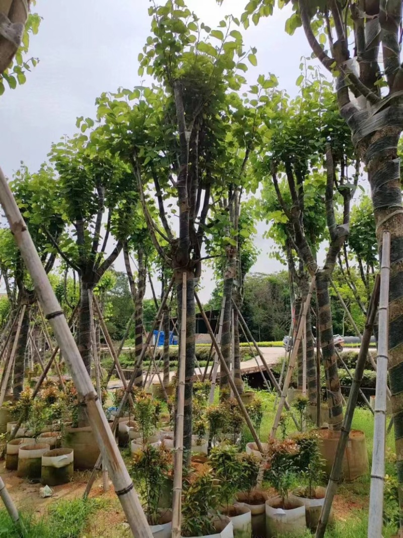 宫粉紫荆基地直销规格齐全欢迎老板来电咨询合作