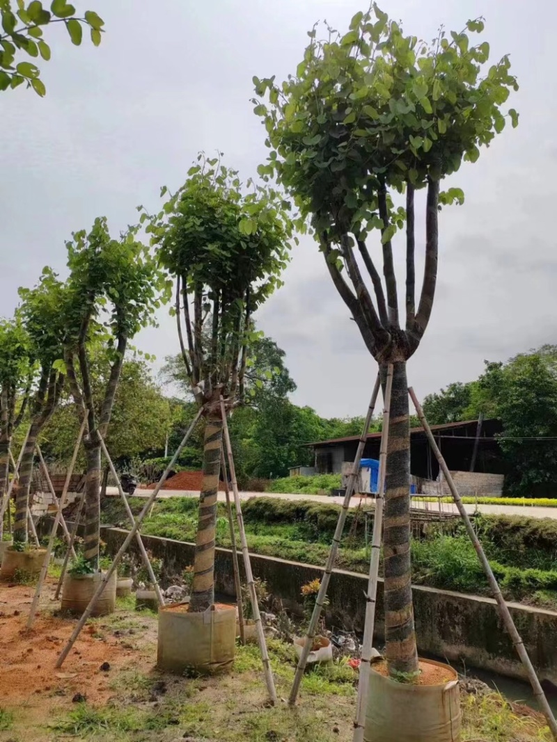 宫粉紫荆基地直销规格齐全欢迎老板来电咨询合作